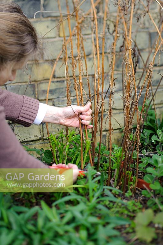 Woman cutting back dead stems of herbaceous perennial in spring. Chamerion angustifolium 'Album' syn. Epilobium Angustifolium 'Album' - Barnabas Road, Cambridge.