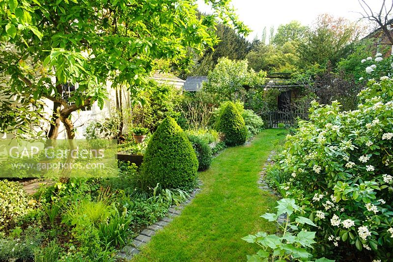An enclosed garden behind a village house with grass path,  Medlar tree, Box topiary, Choisya ternata and wide variety of  plants grown in beds and containers. Judith Rossiter, Horn Lane, Linton, Cambridgeshire.