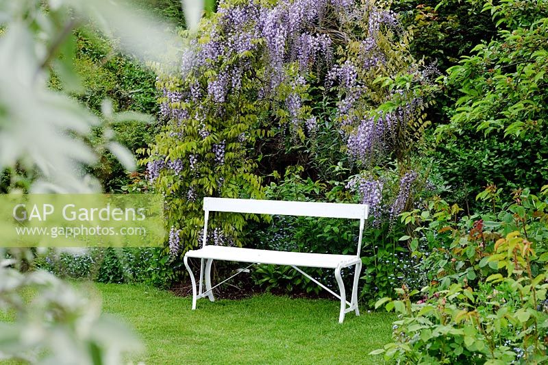 Wisteria 'Caroline' on arch over chair -  Wickets, Essex NGS