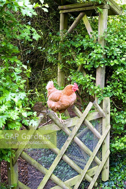 Chicken on gate - Wickets, NGS Essex