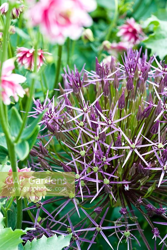 Allium christophii with Aquilegia 'Nora Barlow' - Wickets, NGS Essex 
 