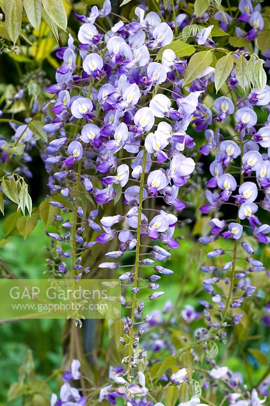 Wisteria 'Black Dragon' - Wickets, NGS Essex 
 