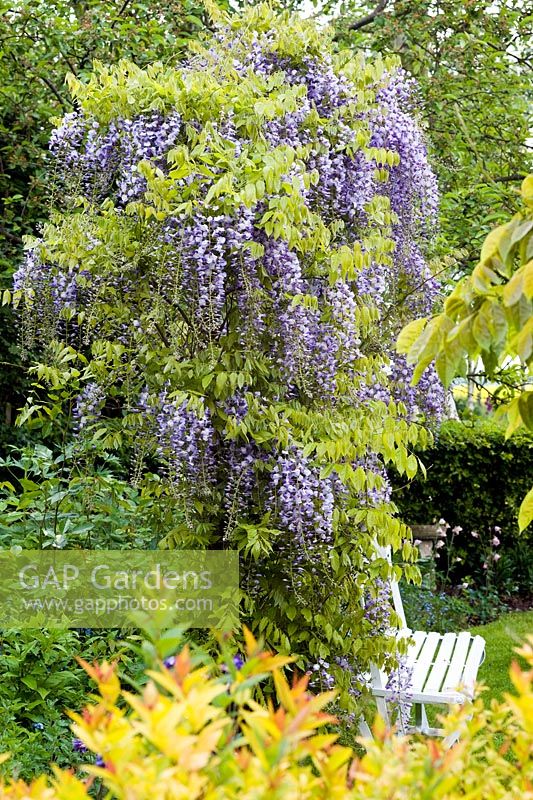 Wisteria 'Caroline' on arch over chair - Wickets, Essex NGS
