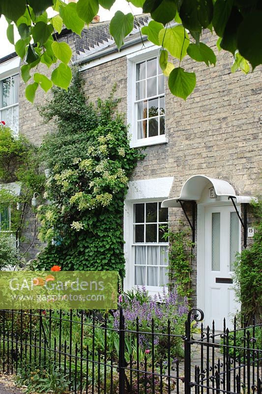 Victorian terraced house with railings and Hydrangea anomala 'Petiolaris' climbing up house