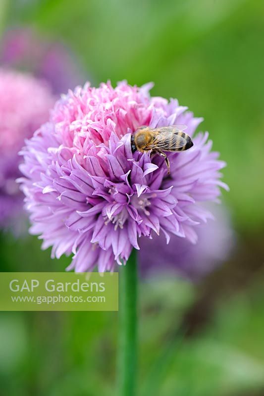 Bee visiting Allium schoenoprasum - Chives
