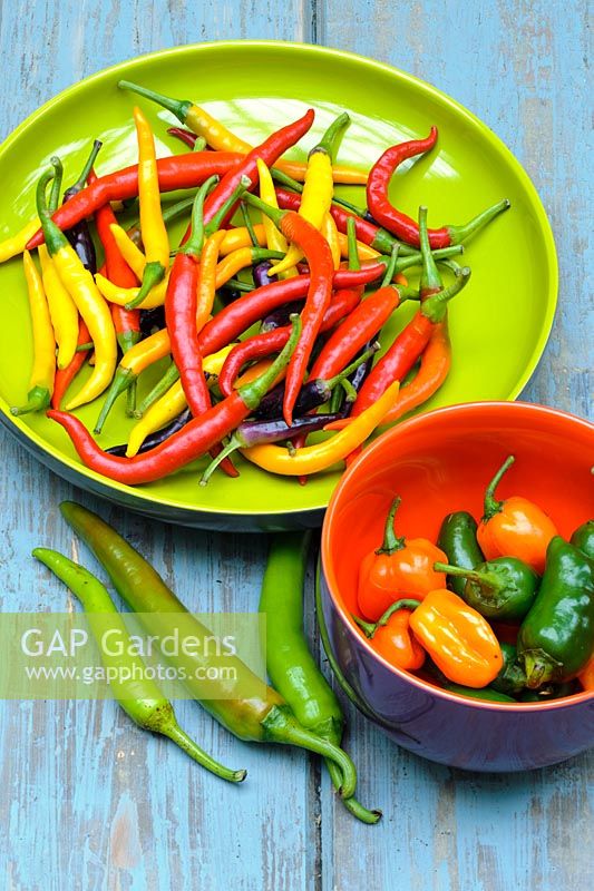 Capsicum - Chilli peppers