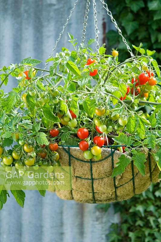 Cherry tomatoes 'Lizzano F11 growing in hanging basket