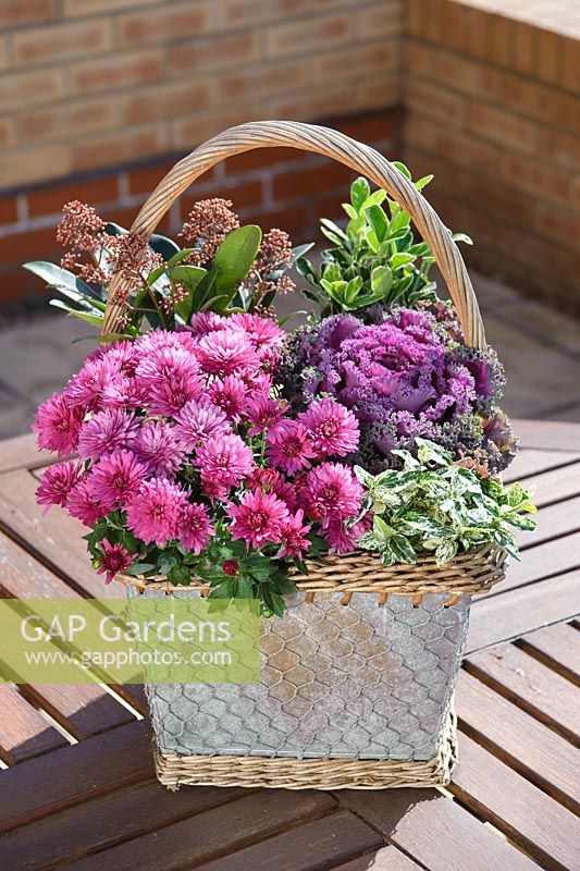 Autumn basket with dwarf Chrysanthemum, Skimmia and ortnamental cabbages