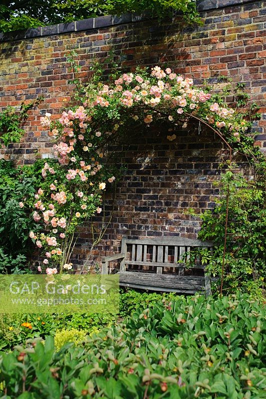 Rosa 'Phyllis Bide' trained over arch over wooden bench - The Walled Garden, Benthall Hall, Shropshire