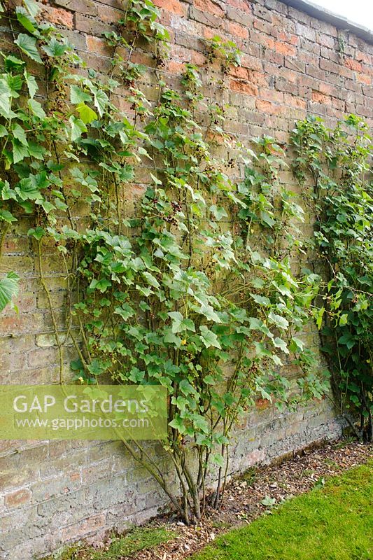 Ribes - Blackcurrant trained as a fan on a north facing wall of a walled garden
