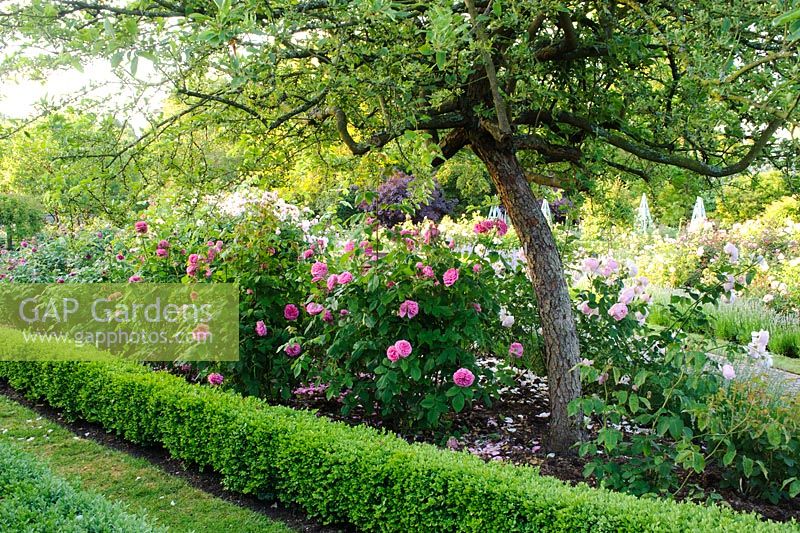 Rosa 'Gertrude Jekyll' growing in The Rose garden, Borde Hill, Sussex.