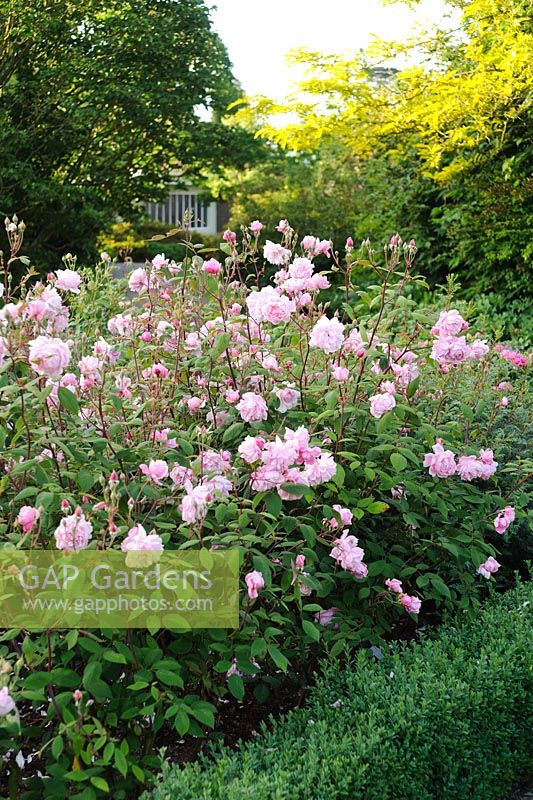 Rosa 'Mortimer Sackler' growing in The Rose garden, Borde Hill, Sussex.