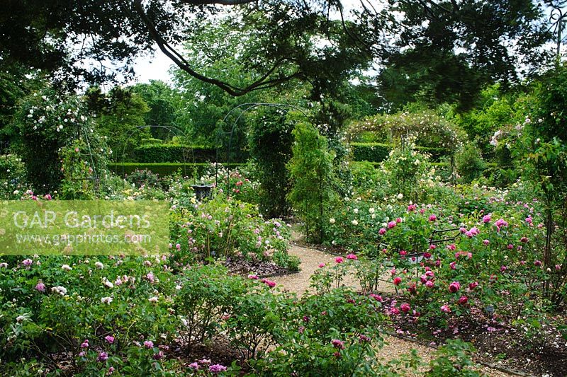 The Rose Garden. Nymans Garden, Sussex