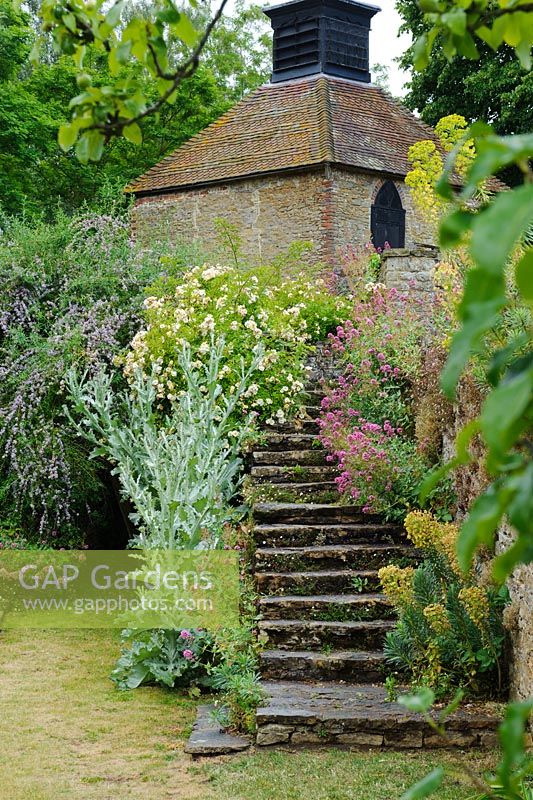 Rosa 'Goldfinch', Onopordum acanthium, Buddleja alternifolia and  Centranthus ruber growing by stone steps. Loseley Park, Surrey.