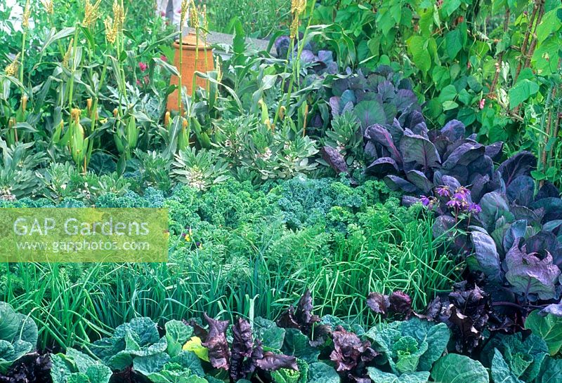 Sweetcorn, maize, broad beans, cabbage, onion, carrot - RHS Chelsea Flower Show 1995
