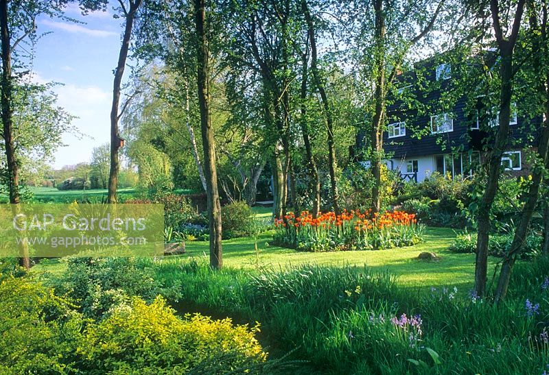 Spring garden with Tulipa 'Ballerina'  planted around tree bases - Island House, Lavenham, Suffolk