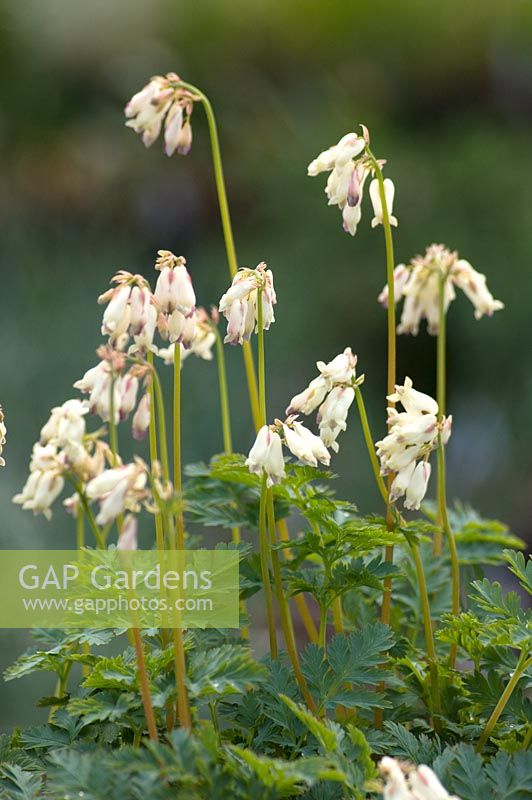 Dicentra 'Langtrees' 