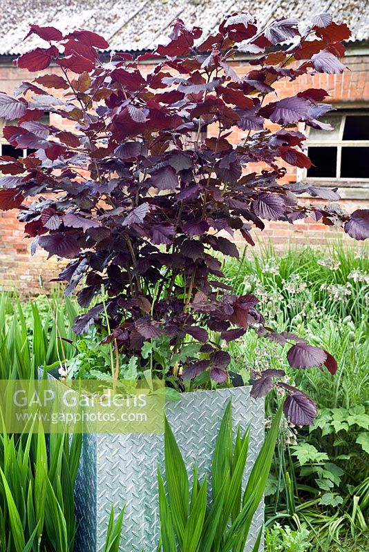 Corylus maxima 'Purpurea' - Purple leaved filbert growing in metal container underplanted with Crocosmia 'Lucifer'