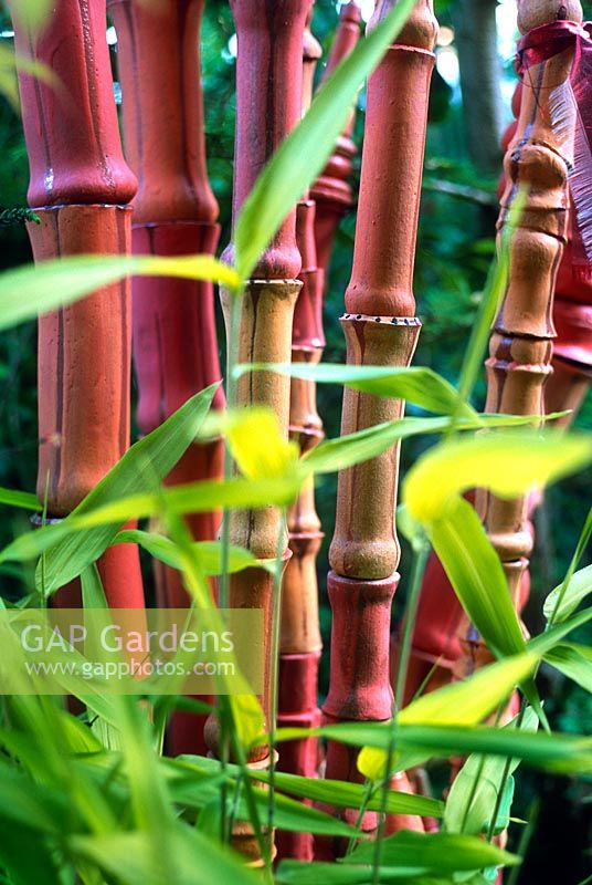 Ceramic Bamboo with real Bamboo. Berkeley, California, USA