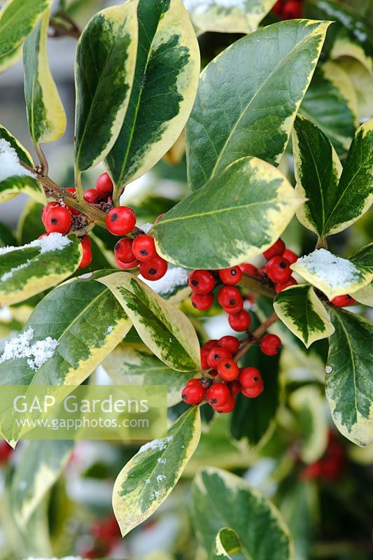 Ilex x altaclarensis 'Golden King' - Variegated holly berries with snow