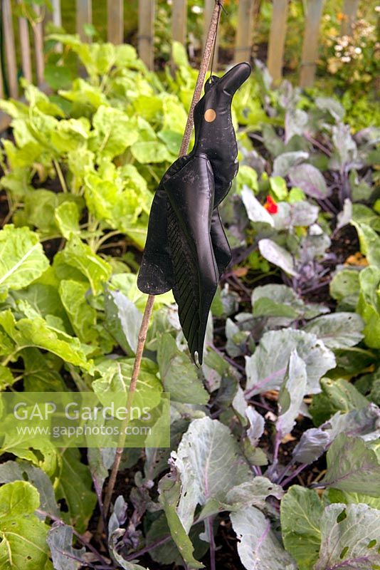 Bird scarer in the vegetable patch - The Cottage Smallholder