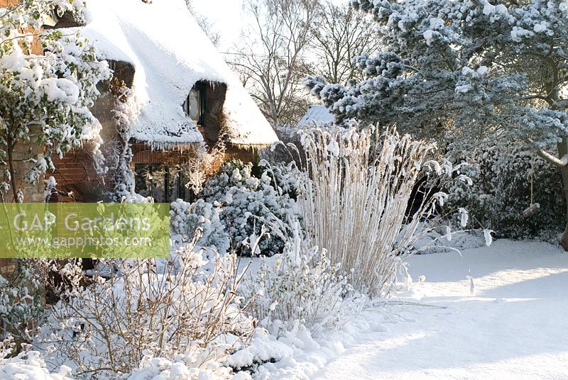 Thatched and brick cottage in the snow, border includes Spiraea and the grass Miscanthus sinensis 'Silberfeder.'  Gowan Cottage