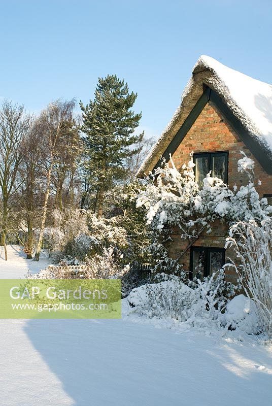 Snow covered Thatched and brick cottage, border includes Spiraea, Potentilla and the grass Miscanthus sinensis 'Silberfeder.' Rosa 'Madame Alfred Carriere' growing on the cottage. Trees in the distance include Betula - Silver Birch. Gowan Cottage