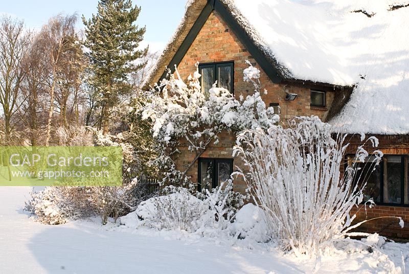 Snow covered thatched and brick cottage, border includes Spiraea, Potentilla and the grass Miscanthus sinensis 'Silberfeder.' Rosa 'Madame Alfred Carriere' growing on the cottage. Trees in the distance include Betula - Silver Birch. Gowan Cottage