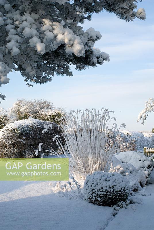Snow covered cottage garden with over hanging Pine branch. The border includes Buxus - Box sphere, and the grass is Miscanthus sinensis 'Silberfeder.' Boundary hedge of Crataegus monogyna - Hawthorn. Gowan Cottage
