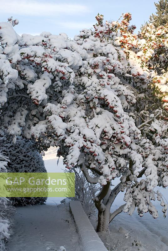 Snow covered Cotoneaster lacteus in a brick walled border at the front entrance to Gowan Cottage
