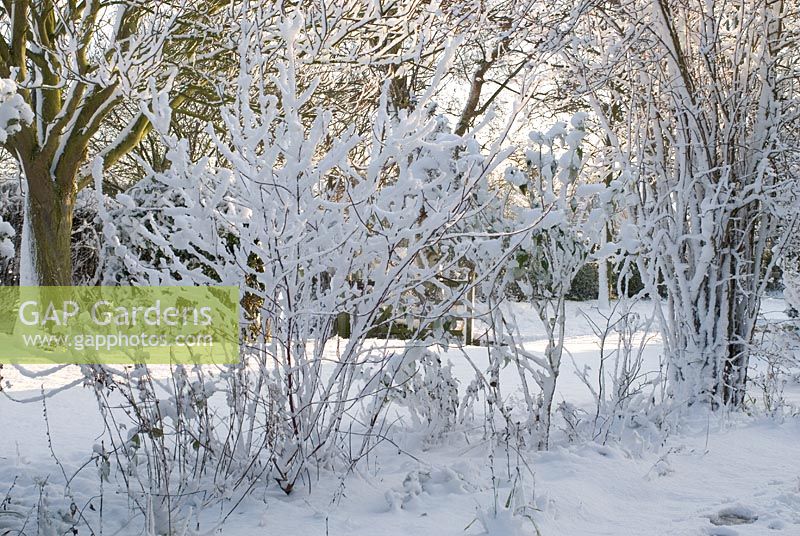 Snow covered shrub border with Cornus alba 'Elegantissima', Buddleja and Viburnum -  Gowan Cottage