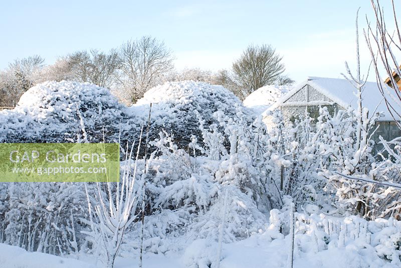 Snow covered organic vegetable garden with greenhouse, Asparagus ferns and Raspberry canes. The shaped hedge is a Crataegus monogyna - Hawthorn. Gowan Cottage
