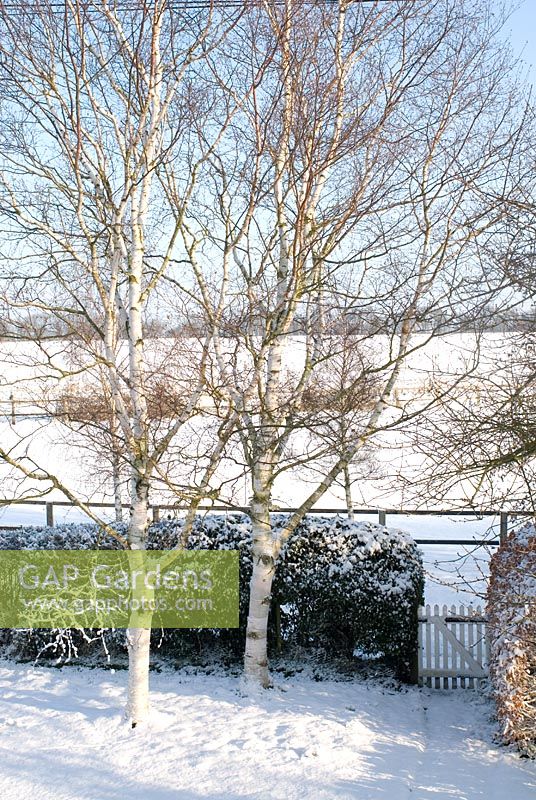 Snow covered garden with Betula utilis 'Jacquemontii' - Silver Birch trees and a white picket gate. Gowan Cottage