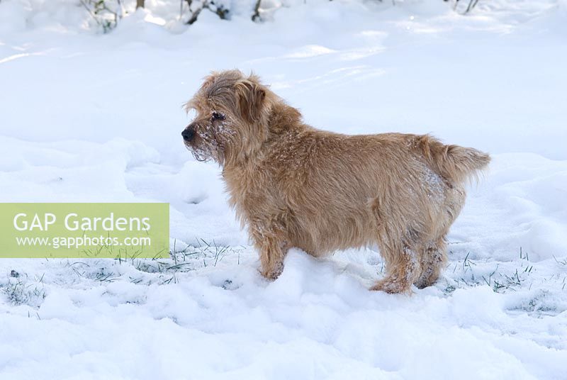 Sam the Norfolk terrier in the snow. Gowan Cottage