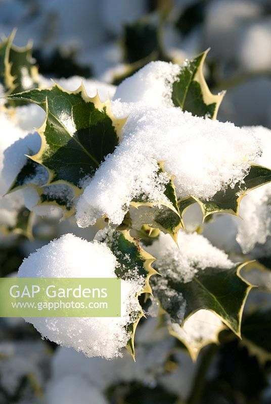 Ilex - Holly leaves covered in snow
