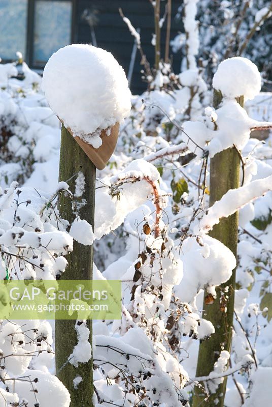 Snow covered organic vegetable garden with wooden and wire supports for Rubus loganobaccus - Loganberry and terracotta pots on wooden posts. Gowan Cottage