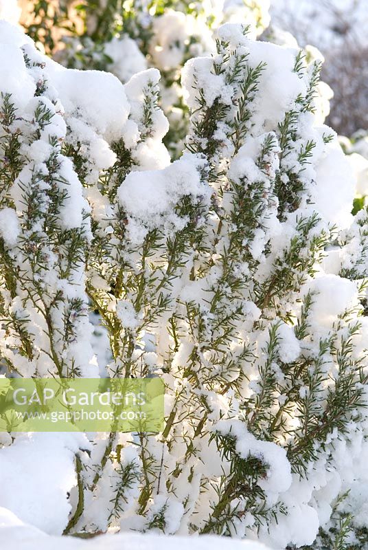 Rosmarinus officinalis - snow covered Rosemary, backlit by the sun