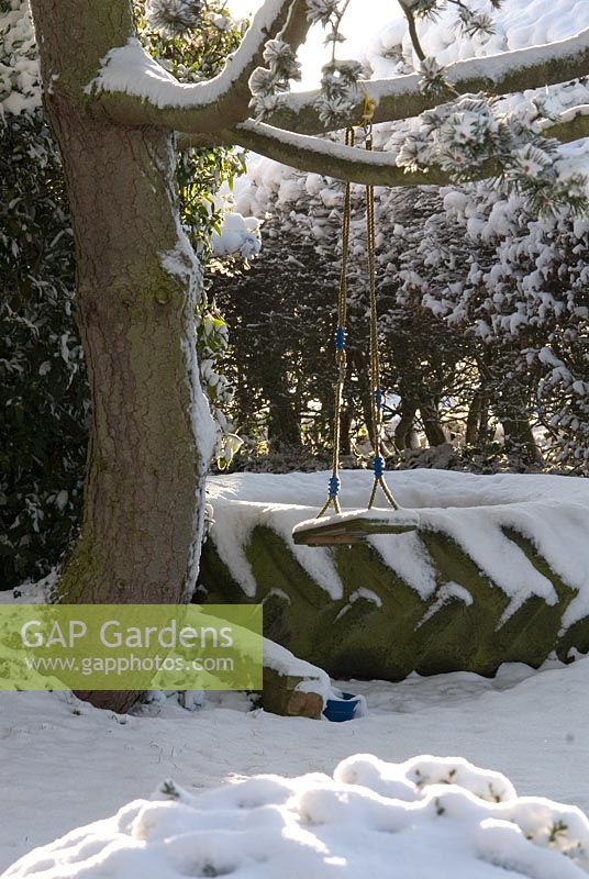 Snow covered garden. Children's play area with swing hanging from the branch of a Pinus - Pine tree and a tractor tyre used as a sandpit. Gowan Cottage in December