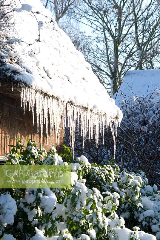 Icicles hanging from the roof of a snow covered thatched cottage - Gowan Cottage