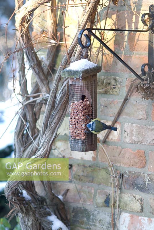 Blue Tit eating from a peanut bird feeder covered in snow - Gowan Cottage