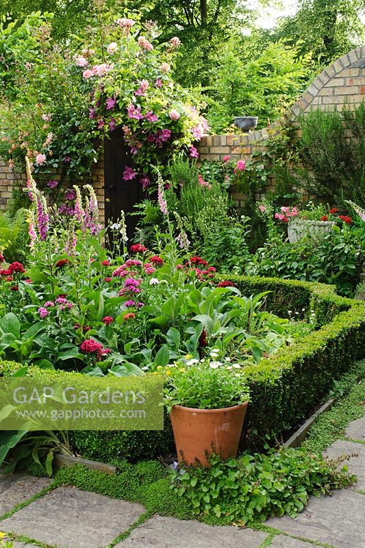 View of formal town garden with Buxus - Box edging, Dianthus - Sweet Williams, Foxgloves and Clematis - Rhadegund House, New Square, Cambridge