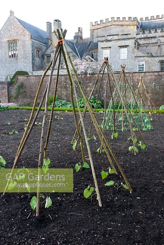 Young Runner Bean plants under a wigwam support - Forde Abbey, Somerset