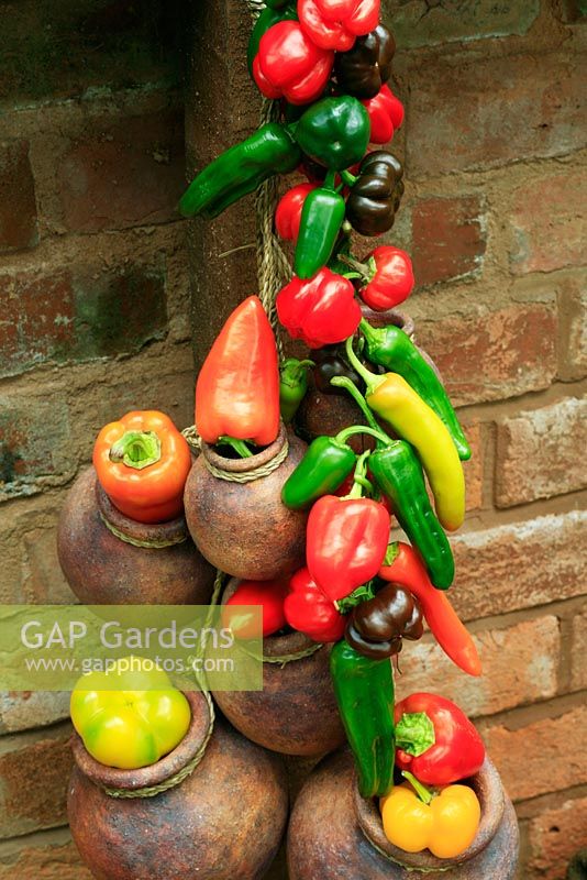 Mixed sweet peppers and hot chillies, some threaded on cotton hung up to ripen indoors against a warm brick wall