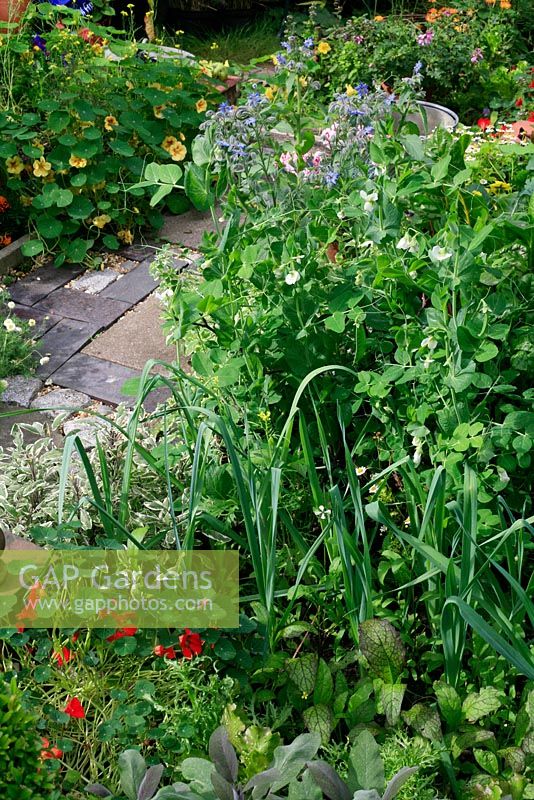 Leeks interplanted with giant red mustard and rocket alongside 'Little Marvel' peas in a small kitchen garden