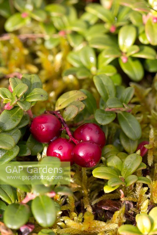 Vaccinium vitis-idaea - lingonberry or cowberry - Partrige berry in Newfoundland