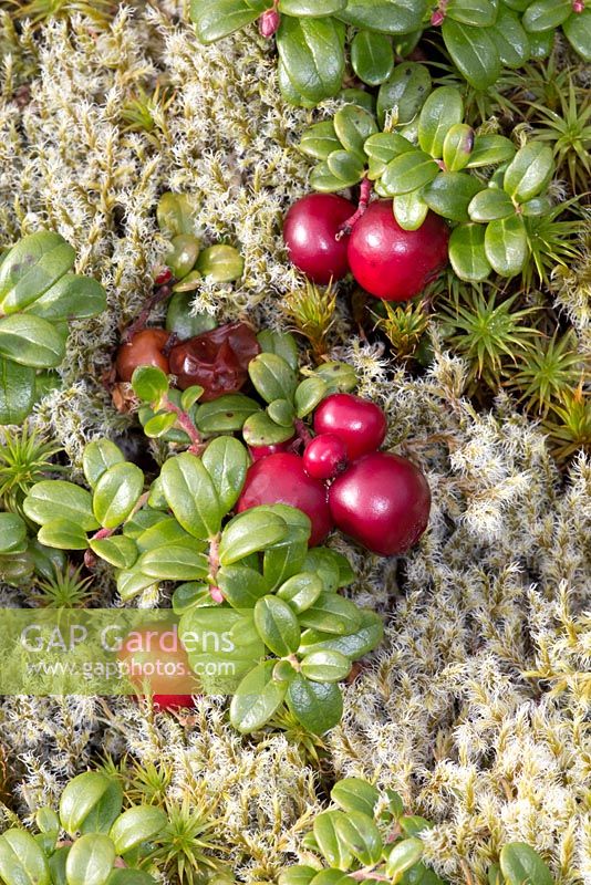 Vaccinium vitis-idaea lingonberry or cowberry Partrige berry in Newfoundland