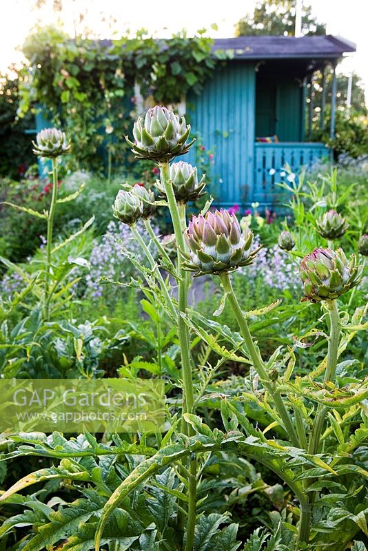 Artichokes in Rothoffska colony garden built in 1903. The cabin is now a museum allotment plot. Organic garden combines old heritage plants with new varieties  - Sweden