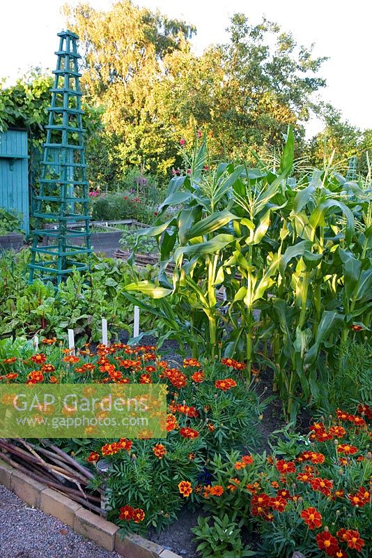 Vegetable garden with Zea mays, chard and Tagetes in the Rothoffska colony built in 1903. The cabin is now a museum allotment plot. Organic garden combines old heritage plants with new varieties - Sweden