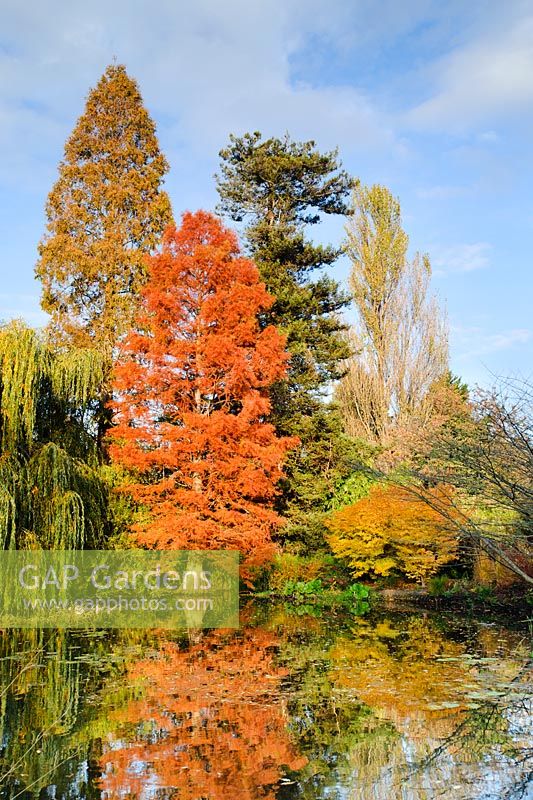 Taxodium distichum. Mature tree in autumn reflected in lake. University of Cambridge, Botanic Gardens.