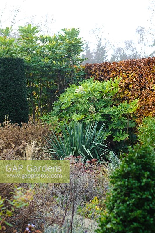 Yew topiary pillar, Beech hedge, Fatsia japonica, Mahonia 'Winter Sun', Yucca filamentosa - The Dry Garden, University of Cambridge, Botanic Garden